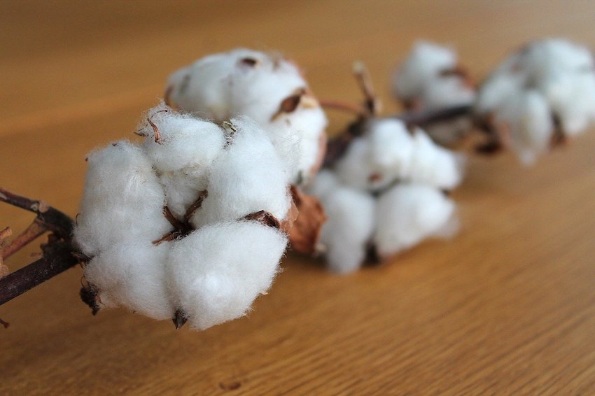 cotton