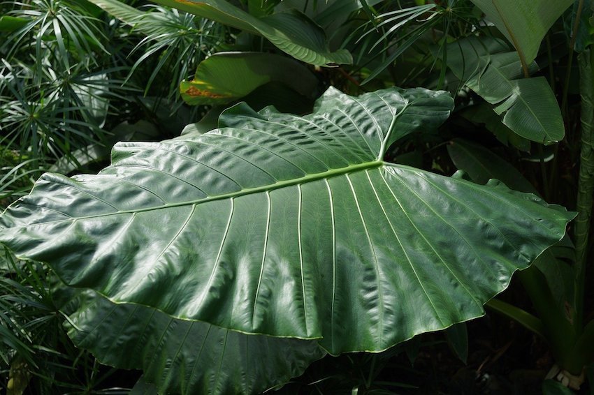 plant leaf