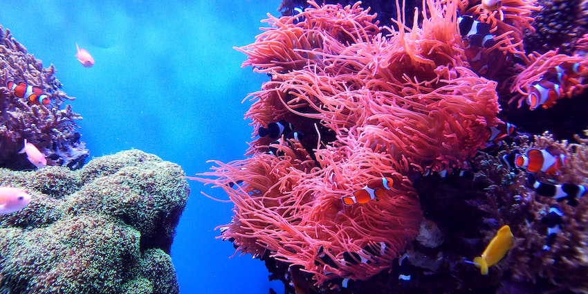 Mineral vs Chemical Sunscreen: What's the Difference? 3 coral reefs