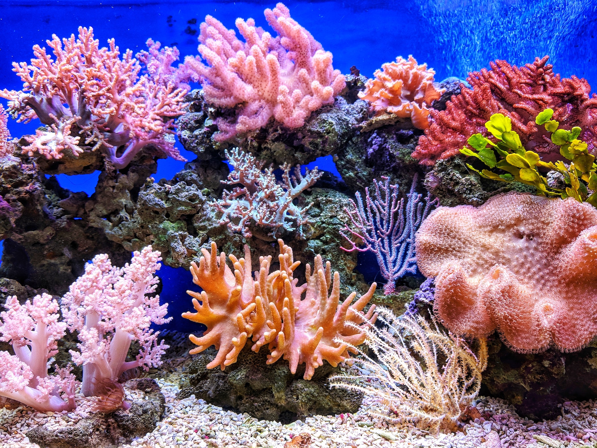 coral-reef