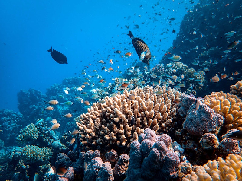 What Makes a Sunscreen "Reef-Safe"? 1 reef safe sunscreen