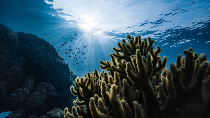 What Makes a Sunscreen "Reef-Safe"? 2 reefs