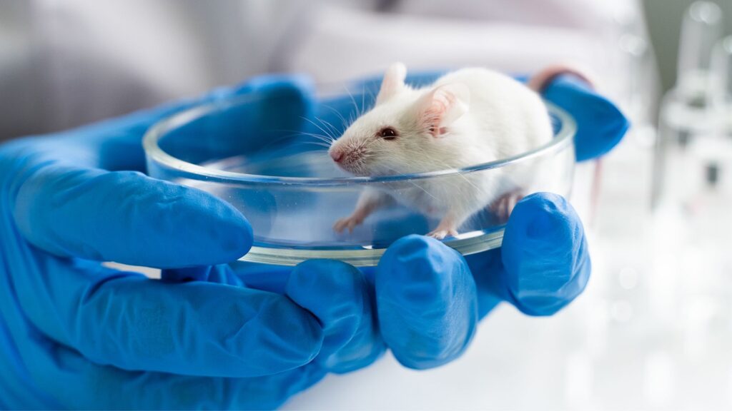 Is Oxybenzone Bad? Is it Safe in Sunscreen? 4 lab mice